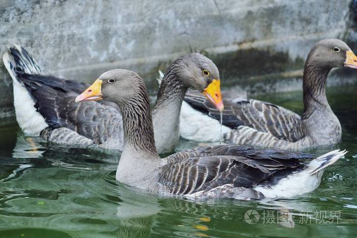 家禽饲养场的鹅和鸭在池水里洗澡照片-正版商用图片2dhs9l-摄图新视界