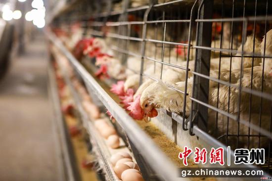 贵州毕节七星关区 家禽养殖场助民致富