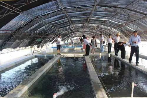 丝兰提取物解决淡水池塘养殖鱼类浮头问题