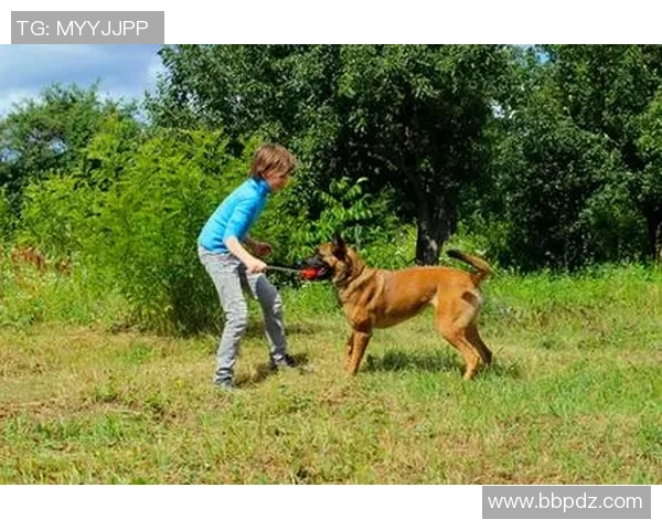 狗蜜足球：探索狗狗与足球的奇妙结合与互动乐趣